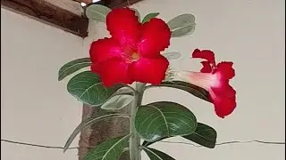 Primeira faxina da casa nova + nossa mudança 