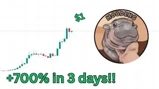 Moo Deng is going crazy!! ||  Price Prediction #moodeng