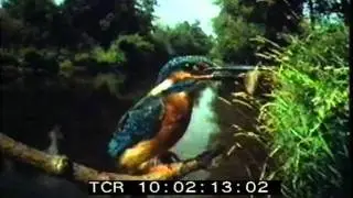 BBC Natural History promotional film