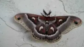 Robin Moth Part 2