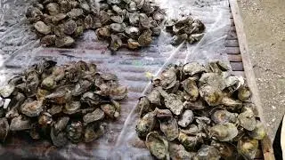 Calbiga | Western Samar | MASSIVE SEAFOOD DISPLAY