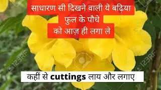 Yellow Bells (गोरी चोरी) best permanent & medicinal flower plant growing and care tips.