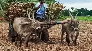 bullock cart performance of sugarcane loading
