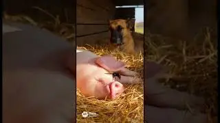 Bee: 1 &ndash; Pig: 0 #FunnyPig #BeeAttack #AnimalComedy #PigVsBee #CuteAnimals #ViralShorts #AI