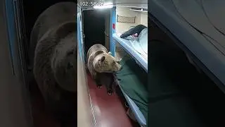 𝗕𝗲𝗮𝗿🐻 𝗔𝘁𝘁𝗮𝗰𝗸🤯 #animals #bear #attack