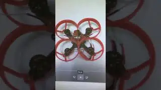Moskito70 Oscillations