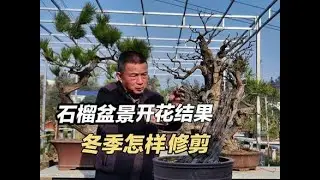 石榴来年挂果冬季怎样去修剪 石榴盆景进入冬季休眠状态要对它剪枝、做病虫害的防护，石榴是在当年生的枝条上开花结果，剪枝即剪造型，有型的石榴盆景开花挂果才更好看。#盆景#制作过程 #石榴