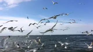 Matning av kaspiska trutar i rum&auml;nien