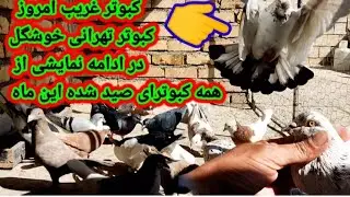 غریب گیری کبوتر تهرانی ؟ونمایشی از همه کبوترای شکار شده این ماه 