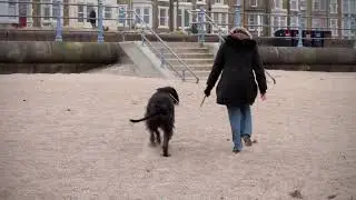 Mutley and Mum on Morecambe Beach