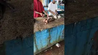 How to Fillet Fish -Freshwater 2022#fish cleaning # fish cleaning machine#shorts #viralshorts #asmr