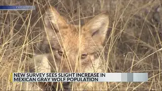 New Mexico's wolf population growing, latest data shows