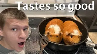 Cooking my Guinea pigs!! Compilation video ￼