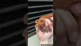 Scaleless Corn Snake Sheds Its Skin