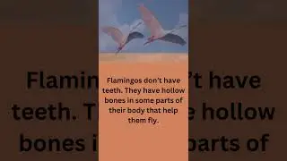10 Strange Flamingo Facts That You Never Knew before!😮😱 Amazing Facts About Animals#shorts #facts