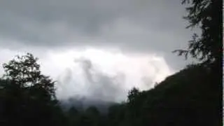 Fog over the Forests