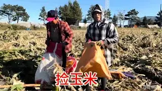 地里的黏玉米收完了落不少，娘俩又去捡，半天功夫捡四袋喂鹅挺好 #我的乡村生活 #记录真实生活 #记录农村真实生活