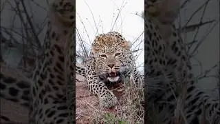 Leopard roar