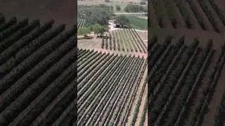 Wineries near Austin  Texas