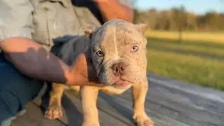 New stud + exotic puppies for sale!! | F3Bullies