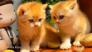 High-Quality Cozy Cat Moments &ndash; Soft Fur & Quiet Sounds 🐱