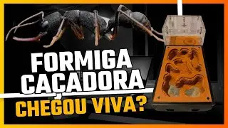 Minha nova formiga e formigario, chegou viva?