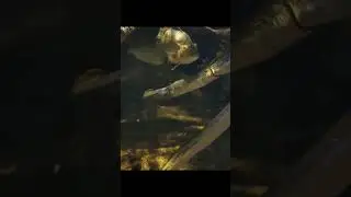 fish Dancing #manvswild