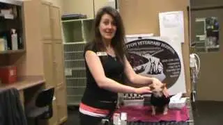 Vet in Calgary Demonstrates eye cleaning and eye drops in cats