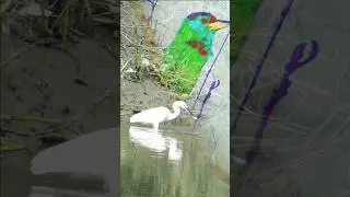The ultimate experience | Bird photography | editing #birds #nature #edit #shorts