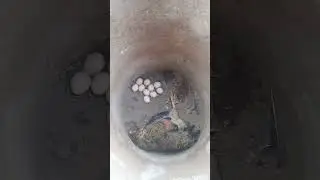 encontrei a galinha morta