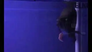 Elkindo Red Arowana - Champion