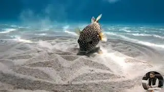 Tiny Pufferfish Creates perfect Geometric Art Underwater