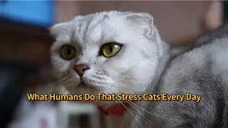 Everyday Human Behaviors That Make Cats  UncomfortableA Cat Behavior Science Explanation