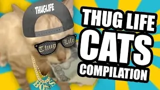 Thug Life Cats - The Best Compilation Of Thug Life Cats