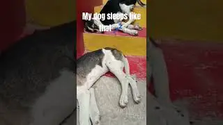 My dog sleeps like that 💤 #shot #dog #funny #sleep