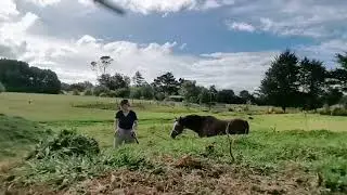&bull; Autonomy in Horse Training &bull; when the horse has to move and can't eat grass [full version]