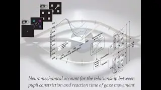 The rate of change in pupil size is an indicator of the speed of gaze shifting