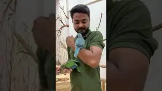 Green Quaker & Blue Quaker Dancing Monk 🔥🦜#birds #shorts