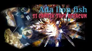 Night spearfishing Wakatobi part 2 target Grouper dan Sotong