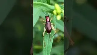 Red-headed Bush Cricket hopping on Goldenrod