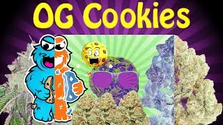 OG COOKIES STRAIN REVIEW | SERGEANT GREEN LEAF