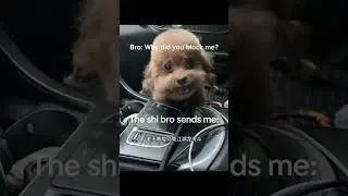 Does this dog speak Chinese?!