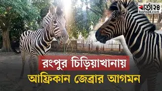 রংপুর চিড়িয়াখানায় আফ্রিকান জেব্রার আগমন | Rangpur Zoo | African Zebra | Barta24