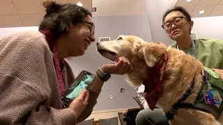 Wellstar Children&rsquo;s Hospital facility dog Nugget retires after 8 years