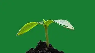 plant grow Green Screen video        new ugta hua paudha green screen video