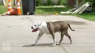 Emotional Reunion: Lost Dog Finds Way Home in Detroit