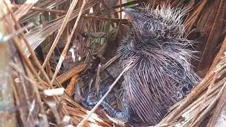 ANAK BURUNG BUBUT SEDIH TIAP HARI KENA TEGUR SANG INDUK