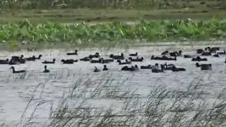 Thousands of Common Coot (Fulica atra)  stay in Chhtritalao Amravati as Kingdom