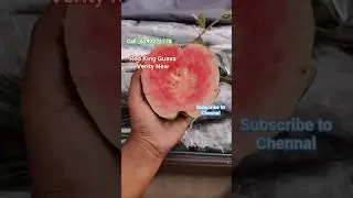 Thai Red King Guava Plant / New Guava plant / Black Daimond guava plant / #guava