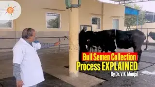 Bull Semen Collection Process Explained | Dr. V.K. Munjal | Hisar Bovine Sperm Station